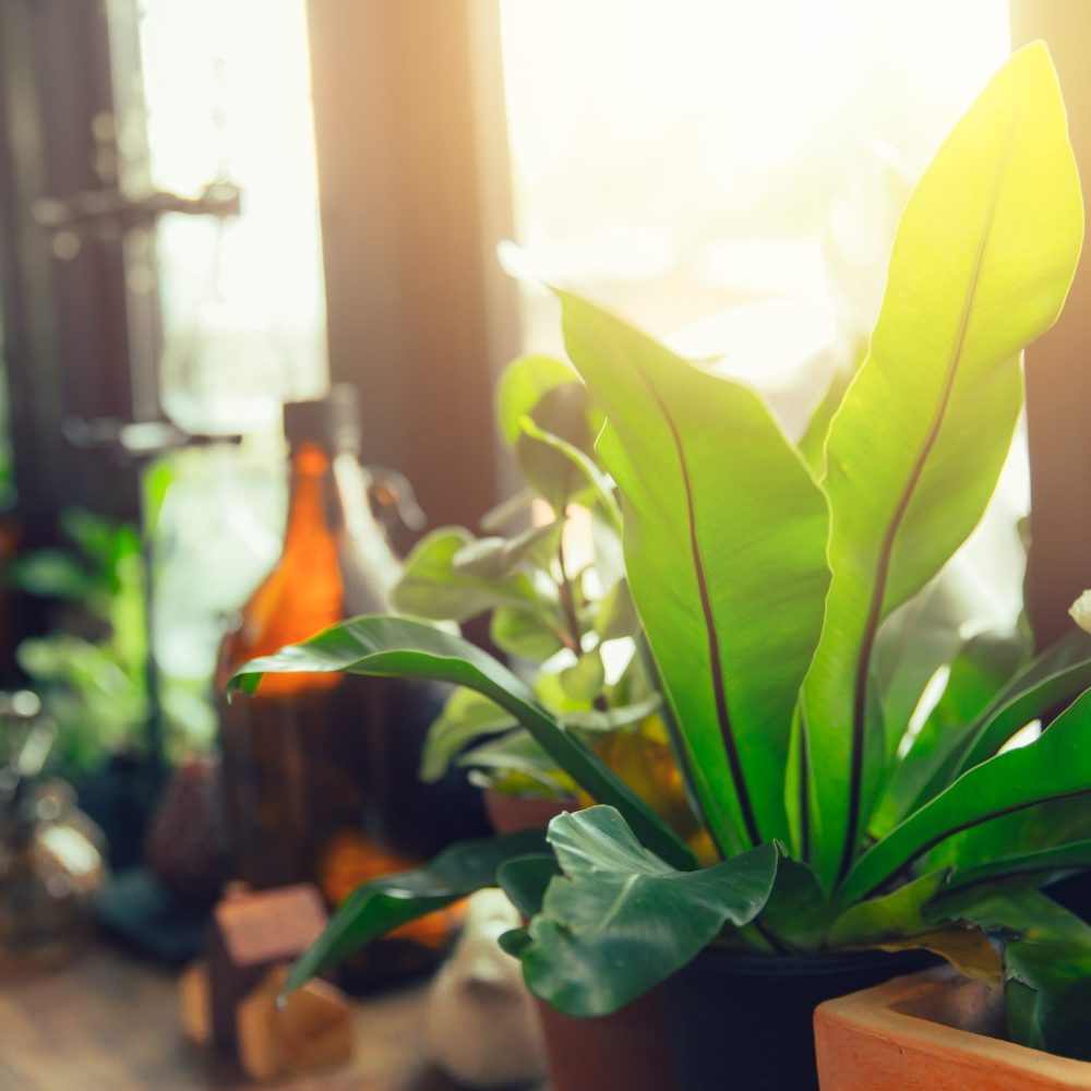 botanic green indoor garden style home decoration
