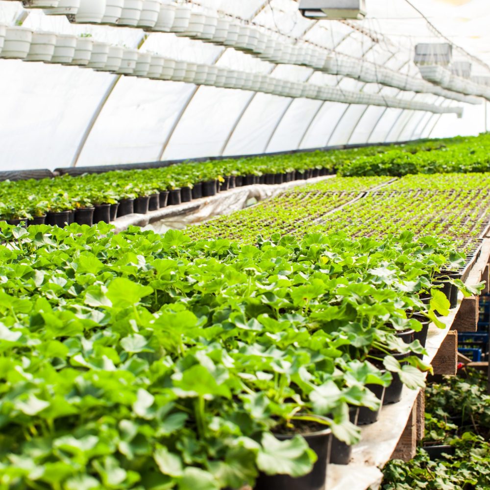 The large greenhouse in which many different young plants are placed on the tables