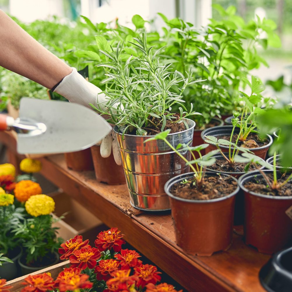 Cropped photo of a female botanist with a trowel reaching for a galvanized plant pot